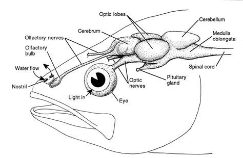 fish behavior|Behavior and Sensory Systems.